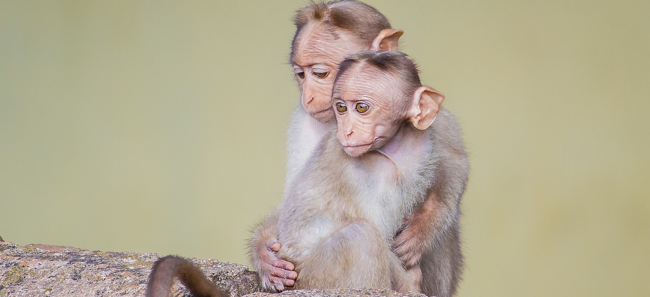 Anunțuri de recrutare penibile din 2022 